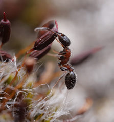 Temnothorax semiruber