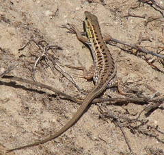 Ophisops elegans macrodactylus