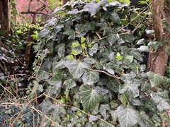 Hedera helix