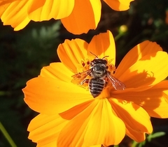 Megachile