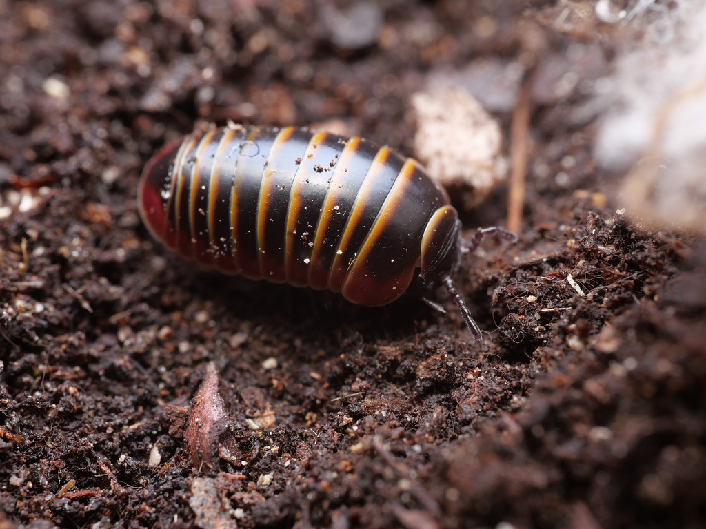 Balkan Pill Millipede