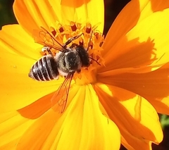 Megachile