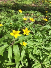 Anemonoides ranunculoides