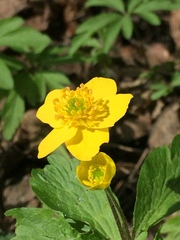 Anemonoides ranunculoides
