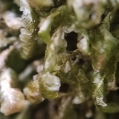 Homalia trichomanoides