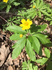 Anemonoides ranunculoides