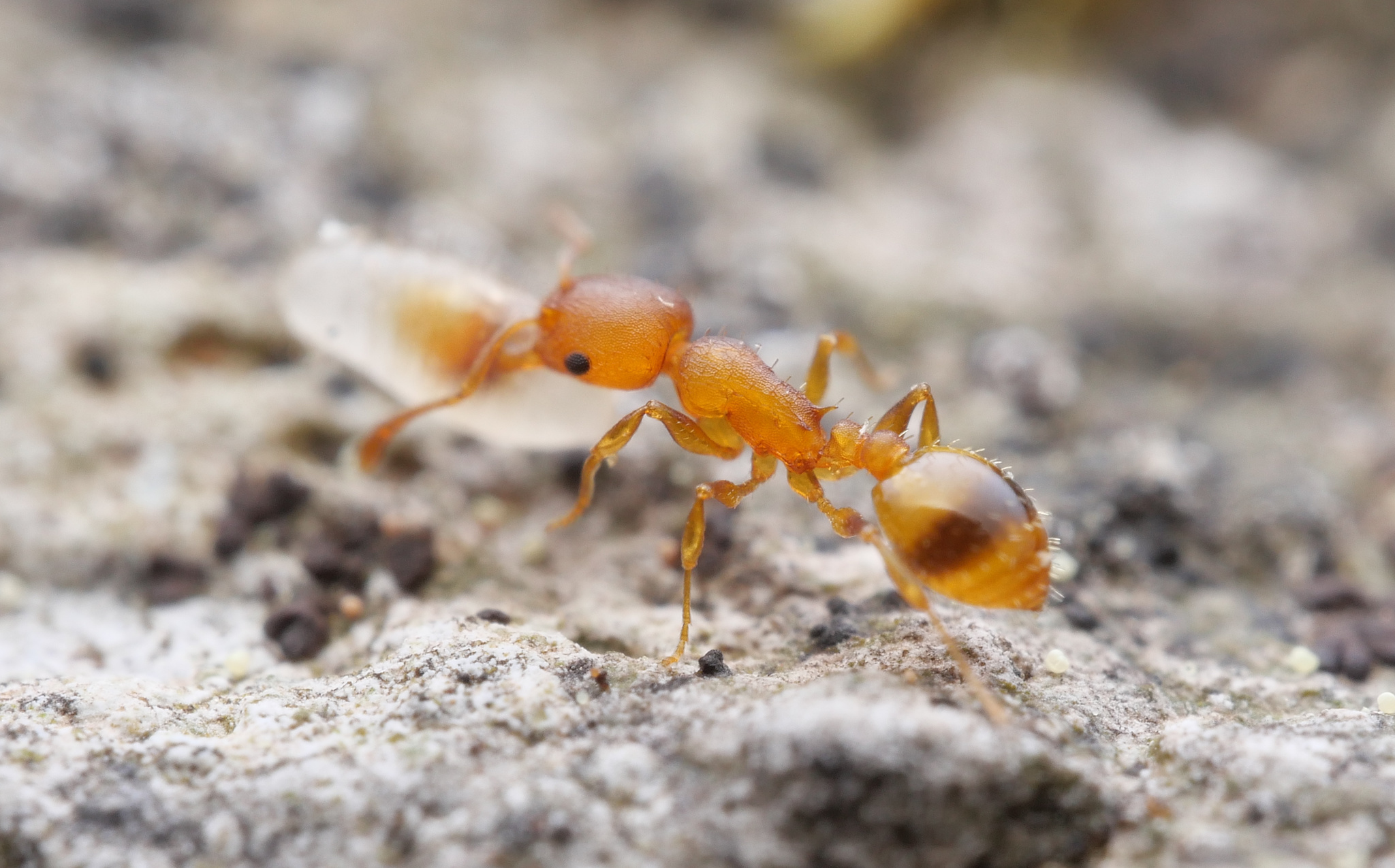 Temnothorax brackoi