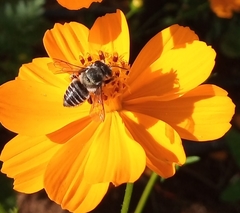 Megachile