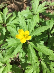 Anemonoides ranunculoides