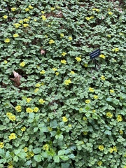 Chrysosplenium davidianum