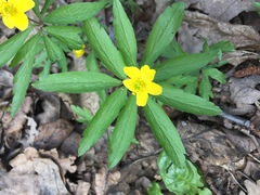 Anemonoides ranunculoides