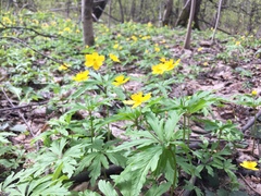 Anemonoides ranunculoides