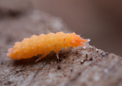 Bilobella