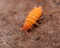 Bilobella