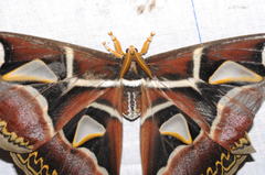 Archaeoattacus edwardsii