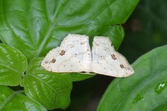 Scopula pulchellata agg