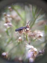 Polemius denticornis