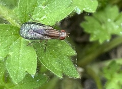 Trypetoptera canadensis