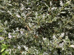 Ilex aquifolium