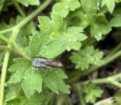 Trypetoptera canadensis