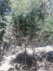 Tracheophyta