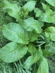Rumex obtusifolius