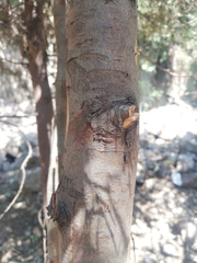 Tracheophyta