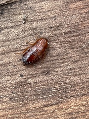 Parcoblatta virginica