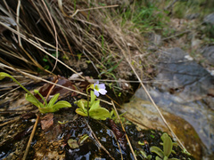 Pinguicula hirtiflora