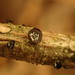 Ascocalyx berenice - Photo (c) L Joan Heyding, algunos derechos reservados (CC BY-NC), subido por L Joan Heyding