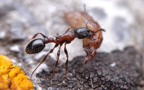 Temnothorax semiruberTemnothorax semiruber