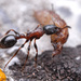 Temnothorax semiruber - Photo no rights reserved, uploaded by Philipp Hoenle