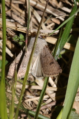 Agrotis cinerea