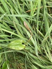 Calystegia silvatica