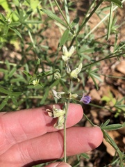 Pediomelum digitatum