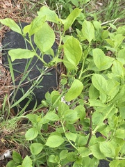 Celastrus orbiculatus