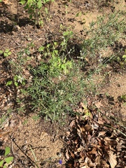 Pediomelum digitatum