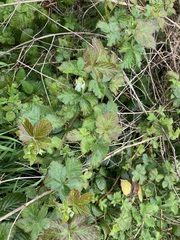 Rubus
