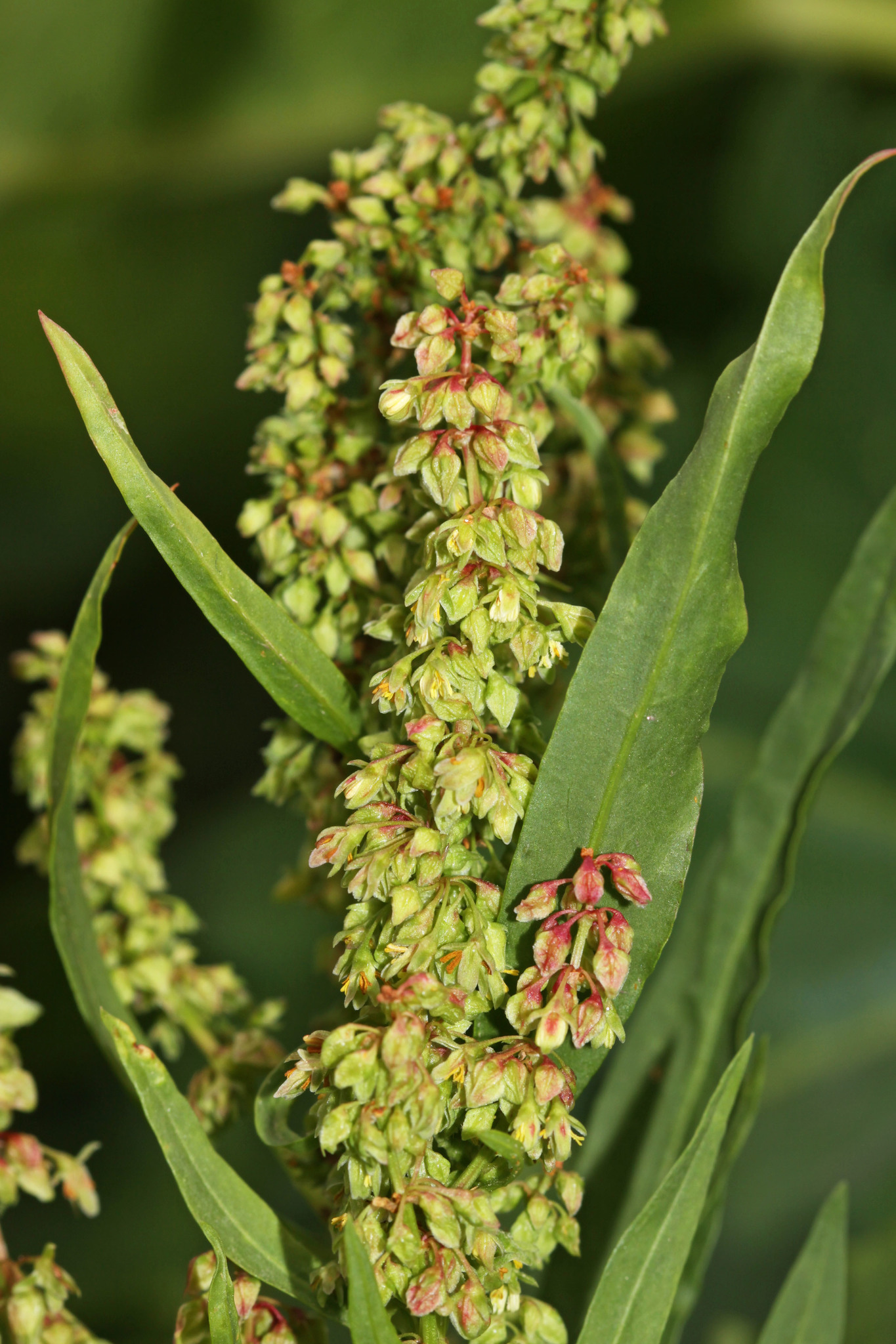 Rumex salicifolius