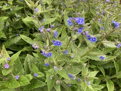 Pentaglottis sempervirens