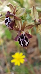 Ophrys cretica