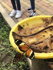 Heliconius ismenius metaphorus