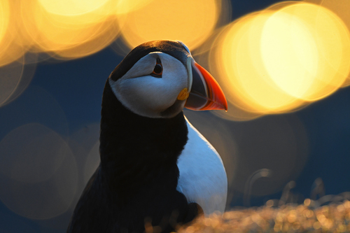 Puffin