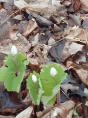 Sanguinaria canadensis