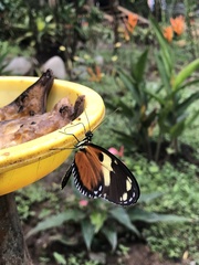 Heliconius ismenius metaphorus