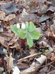 Sanguinaria canadensis