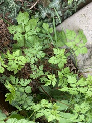 Geranium robertianum