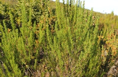 Cliffortia paucistaminea