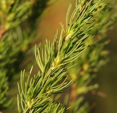 Cliffortia paucistaminea