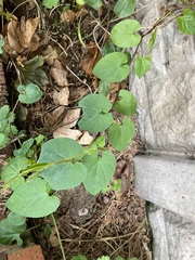 Calystegia silvatica